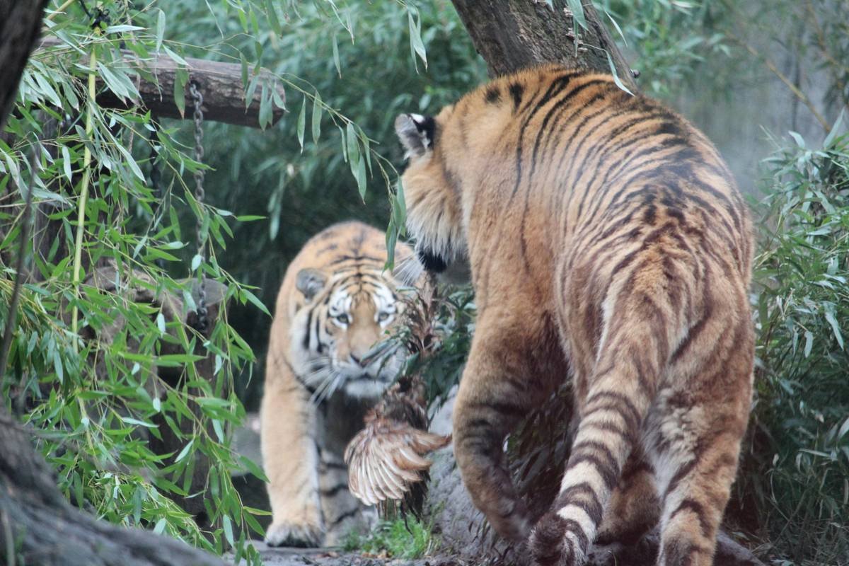 Two tigers in a lush green forest.